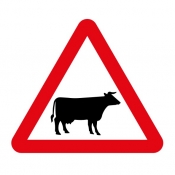 Cattle on road road sign (548)