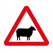 Sheep on road road sign (549)